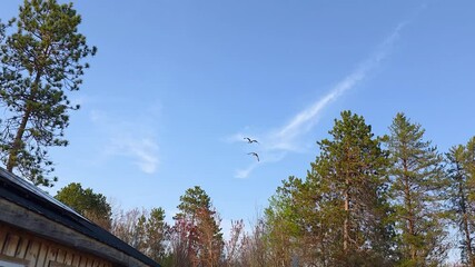 Wall Mural - Two Canadian geese soar past forest cabin over tranquil pond