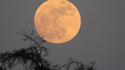 Wall Mural - full red moon in night sky, static view