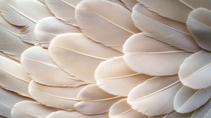 Poster - Delicate Soft Feather Texture Close-Up Showing Subtle Natural Patterns and Earthy Tones Ideal for Backgrounds and Nature-Themed Designs