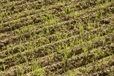 Triticale,  Wintertriticale,  Secale x Triticum