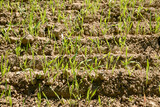 Triticale,  Wintertriticale,  Secale x Triticum