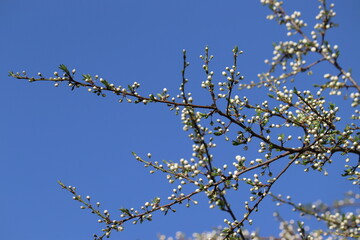 Wall Mural - Branches of blackthorn (Prunus spinosa) tree with white buds against spring blue sky