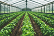 © foggycloud - Rows of basil plants growing in a greenhouse