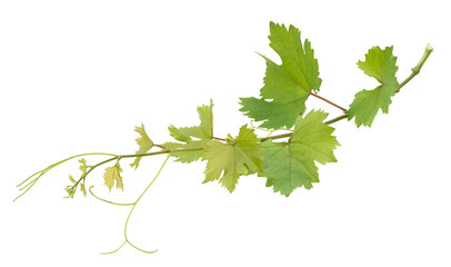 grape branch on transparent background.grapevine.