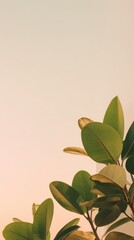 Aufkleber - Close-up of vibrant green tropical leaves with natural sunlight glowing in the background, showcasing lush foliage and healthy plant growth