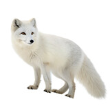 arctic fox isolated  on white background