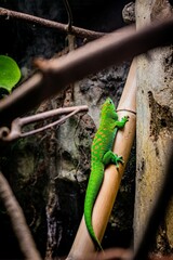 Wall Mural - vibrant green gecko on bamboo