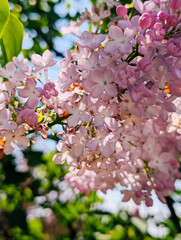 Wall Mural - Blooming lilac flowers with green leaves in springtime