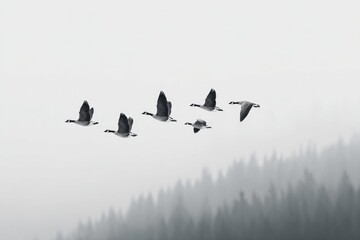 Poster - aerial view from drone capturing birds in mid-flight with top-down perspective and ample copy space
