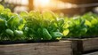 © svastix - Organically grown lettuce basking in warm sunlight, highlighting the beauty of nature and the importance of fresh ingredients for healthy eating in agricultural settings.
