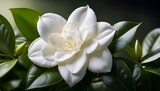 stunning gardenia bloom a closeup of exquisite white petals
