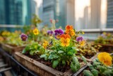 Beautiful colorful pansies blooming in wooden planters with a city backdrop.