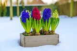 Colorful hyacinths in a wooden box, winter scene