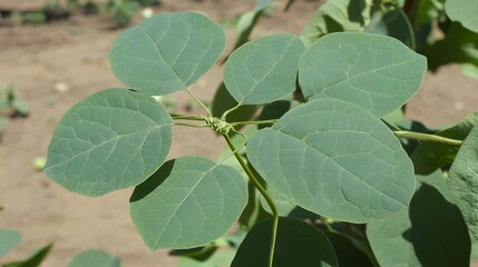 Wall Mural - Five Green Leaves Branch Closeup Nature Photography