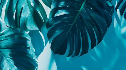 Wall Mural - Teal Monstera Leaves Tropical Background Image