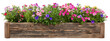 © Alice a. - Colorful flower box rustic wood planter isolated transparency background, vibrant blooming petunia, pansy, garden decoration, cheerful spring summer floral arrangement, natural texture