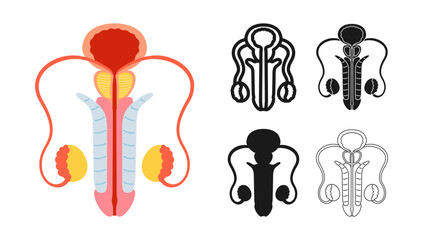 male reproductive system anatomy symbol set . anatomical bladder, penis prostate testicles symbol on