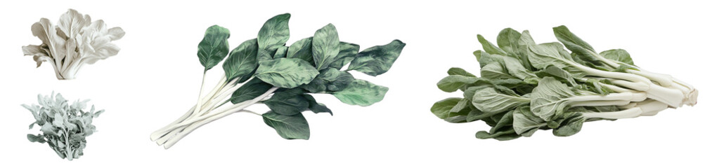 Poster - Close-up view of diverse leafy greens isolated on transparent background