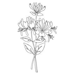  Vector line art of honeysuckle flowers with blooming petals and slender leaves, elegant floral botanical illustration