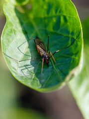 Wall Mural - A bug is sitting on a leaf