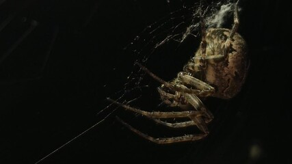 Bright macro 8K footage, a large orb spider crawls upside down through its sticky web at night, weaving intricate strands and feeding on its prey, as the spooky, illuminated web sways gently.