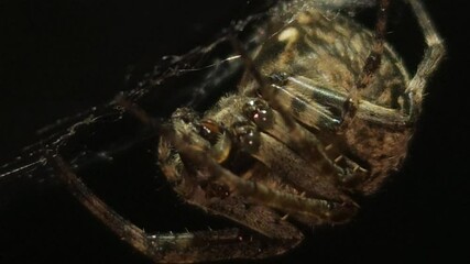Bright macro 8K footage, a large orb spider crawls upside down through its sticky web at night, weaving intricate strands and feeding on its prey, as the spooky, illuminated web sways gently.