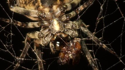 Bright macro 8K footage, a large orb spider crawls upside down through its sticky web at night, weaving intricate strands and feeding on its prey, as the spooky, illuminated web sways gently.