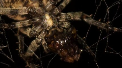 Bright macro 8K footage, a large orb spider crawls upside down through its sticky web at night, weaving intricate strands and feeding on its prey, as the spooky, illuminated web sways gently.