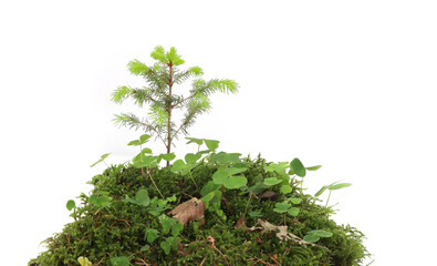 piece of forest floor with moss, young spruce tree and wood-sorrel isolated on white background. bor