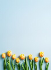 Poster - Yellow tulips aligned at the bottom over light blue background with ample copy space for banner, poster, postcard, or creative design template use.