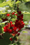 Red Currants