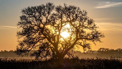 Aufkleber - Sun shining through a tree in nature.