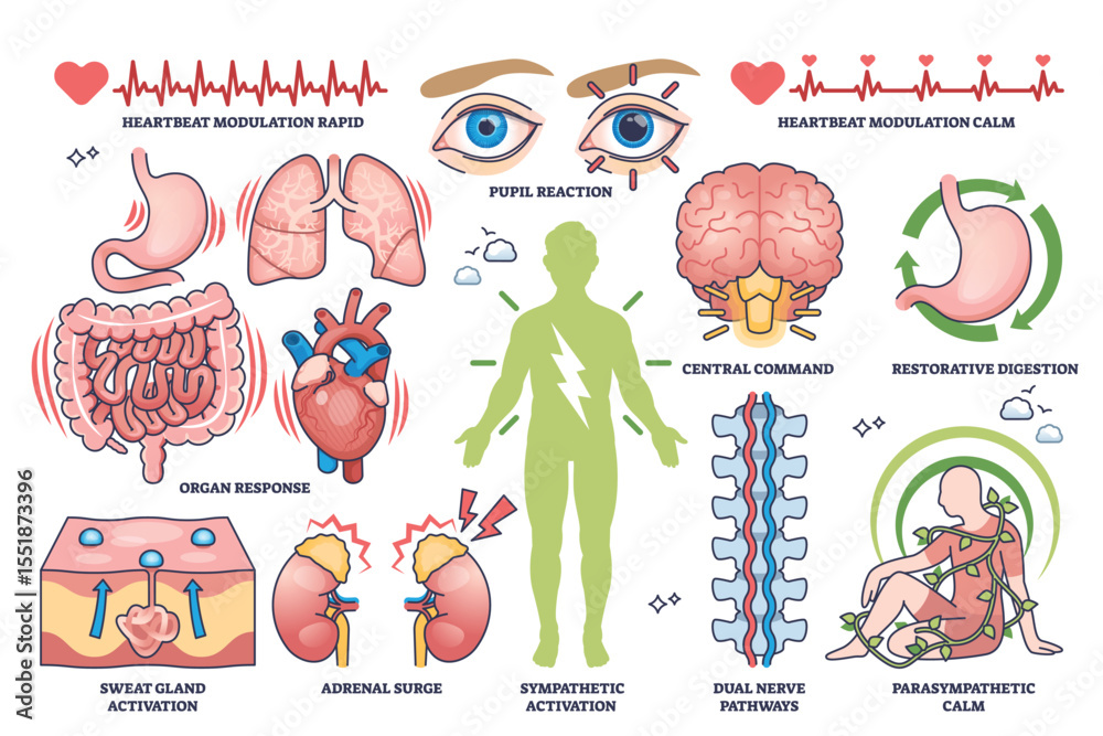 Autonomic nervous system functions are illustrated with organs, nerves ...