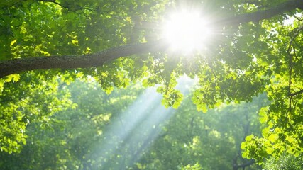 Poster - Sunbeams Through Canopy: Sunlight streams through the leaves of a lush green forest canopy, creating a magical, sun-dappled effect.