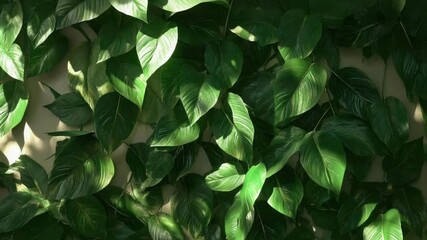 Poster - A detailed view of a plant's foliage