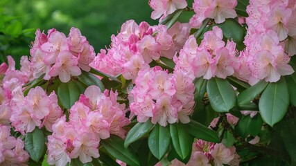 Poster - A bush of pink flowers with green leaves