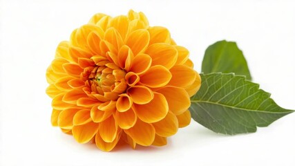 Poster - A single yellow flower with green leaves on a white background
