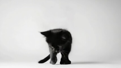 Aufkleber - A small black kitten sitting on a white surface, looking up