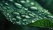 © Lasvu - A closeup waterdrop photo on a green leaf with droplets. Nature and macro photography. Water and leaf details. The concept of water droplets on foliage.
