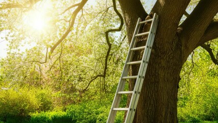 Wall Mural - ladder leaning on tree trunk in sunny spring garden
