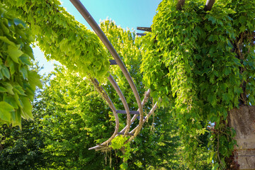 Structure for plants in the park with background buildings