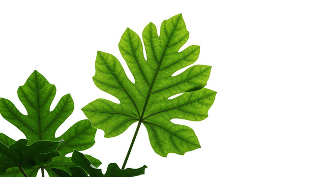Isolated Green Leaf Transparent Background Detailed Nature Plant PNG