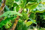 A landscape with green fruits hanging from banana trees