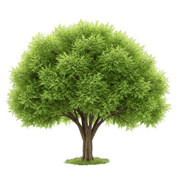 Isolated Deciduous Tree Illustration Green Foliage on Transparent Background