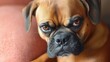 © Maryna - Dog Annoyed. Portrait of a Boxer with Angry Expression