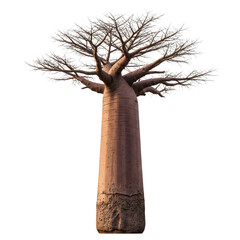 majestic baobab tree with detailed bark and bare branches isolated on transparent background