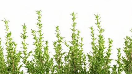 Poster - A detailed view of a plant's foliage, ideal for illustrating botanical concepts or decorative purposes