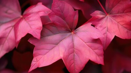 Poster - A close-up shot of a single red leaf on a tree branch