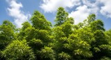 Bamboo Forest