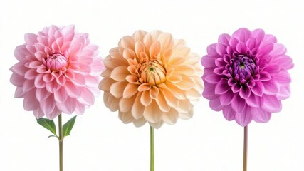 Aufkleber - A bouquet of three colorful flowers on a white background
